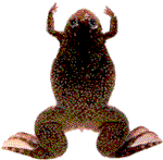 William looks
        a lot like this frog whose name is Fluffy, a Grow-a-Frog'